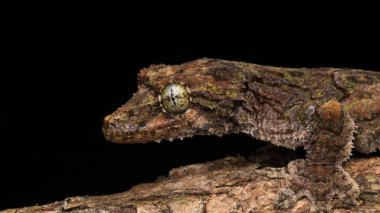  Kamuflaj uçan gecko Sabah Borneo, doğa Yaban hayatı görüntü.