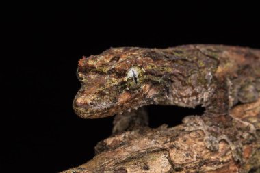  Kamuflaj uçan gecko Sabah Borneo, doğa Yaban hayatı görüntü.