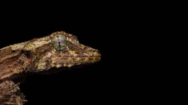  Kamuflaj uçan gecko Sabah Borneo, doğa Yaban hayatı görüntü.