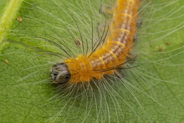 Schöne Gelbe Raupe Auf Grünen Blättern — Stockfoto