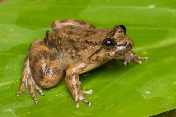 Makro Obraz Żaby Zielony Liść Sabah Borneo Philautus Amos Kamboranga — Zdjęcie stockowe