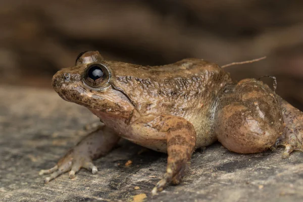 Makro Görüntü Kurbağanın Üzerindeki Yaprak Yeşil Sabah Borneo Philautus Amoenus — Stok fotoğraf