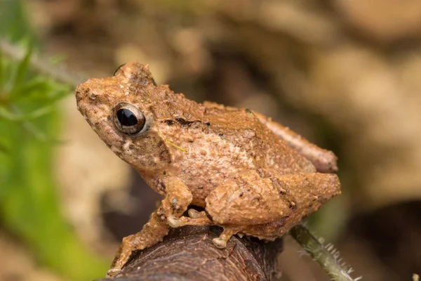 Makro Snímek Žába Zelený List Sabah Borneo Philautus Amoenus Kamboranga — Stock fotografie