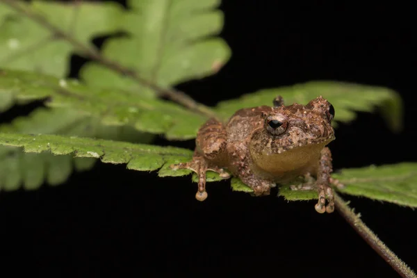Μακροεντολή Εικόνα Βάτραχος Πράσινο Φύλλο Sabah Βόρνεο Λέξεις Κλειδιά Philautus — Φωτογραφία Αρχείου
