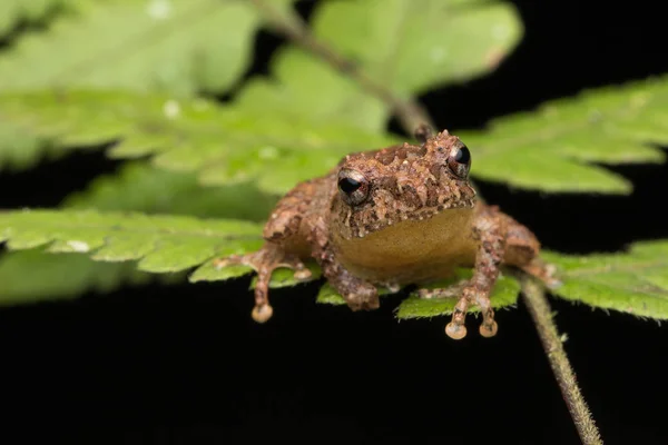 Macro Imagem Sapo Folha Verde Sabah Bornéu Philautus Amoenus Kamboranga — Fotografia de Stock