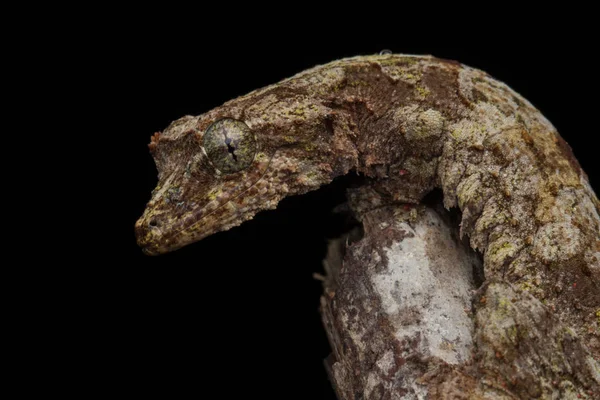 Naturaleza Fauna Imagen Camuflaje Vuelo Gecko Sabah Borneo —  Fotos de Stock