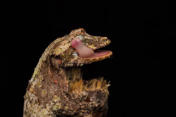 Природа Дикої Зображення Камуфляж Літаючих Gecko Штаті Сабах Борнео — стокове фото