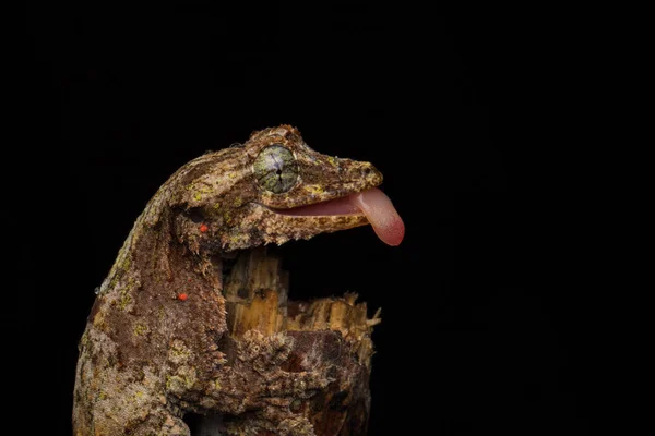 Příroda Wildlife Obrázek Kamufláž Létající Gecko Sabah Borneo — Stock fotografie