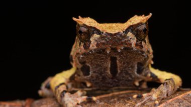 Borneo dan Borneo Boynuzlu Kurbağa yeşil yapraklarda görüntüsünü kapatmak