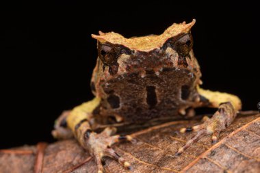 Borneo dan Borneo Boynuzlu Kurbağa yeşil yapraklarda görüntüsünü kapatmak