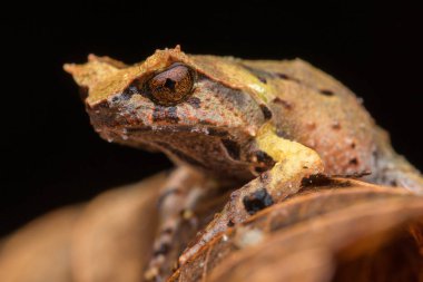 Borneo dan Borneo Boynuzlu Kurbağa yeşil yapraklarda görüntüsünü kapatmak