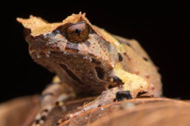 Borneo dan Borneo Boynuzlu Kurbağa yeşil yapraklarda görüntüsünü kapatmak