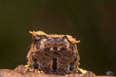 Borneo dan Borneo Boynuzlu Kurbağa yeşil yapraklarda görüntüsünü kapatmak