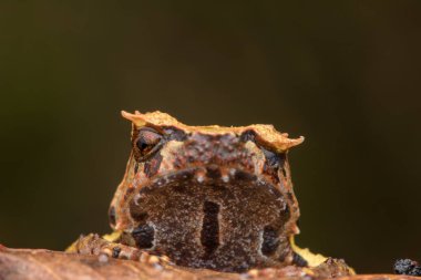 Borneo dan Borneo Boynuzlu Kurbağa yeşil yapraklarda görüntüsünü kapatmak