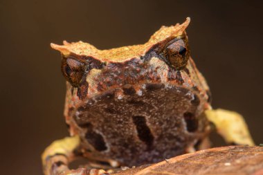 Borneo dan Borneo Boynuzlu Kurbağa yeşil yapraklarda görüntüsünü kapatmak