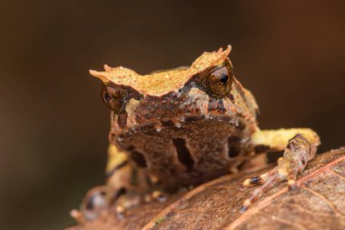Borneo dan Borneo Boynuzlu Kurbağa yeşil yapraklarda görüntüsünü kapatmak