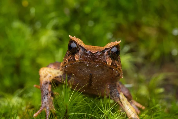 Borneo Dan Borneo Boynuzlu Kurbağa Yeşil Yapraklarda Görüntüsünü Kapatmak — Stok fotoğraf