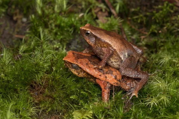 보르네오 사바의 키나발루 스티커 개구리 — 스톡 사진