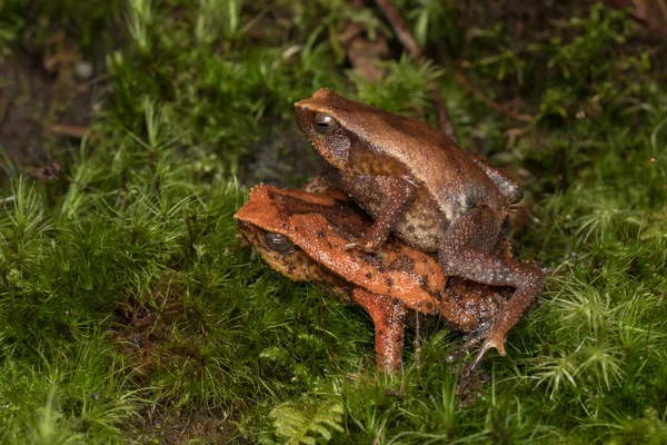 보르네오 사바의 키나발루 스티커 개구리 — 스톡 사진