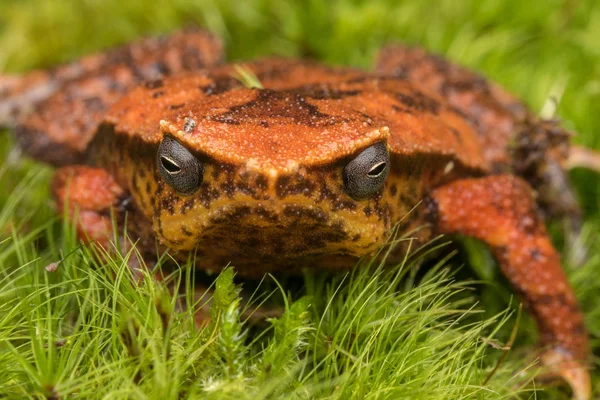 Piękny Kinabalu Lepkie Żaba Sabah Wyspa Borneo — Zdjęcie stockowe