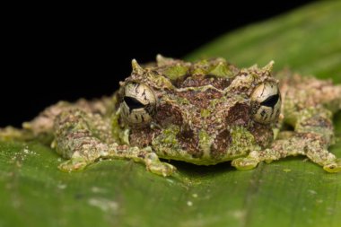 Yosunlu Ağaç Kurbağası 'nın Makro Görüntüsü: Rhacophorus everetti. Sabah, Borneo. Geceleri çekilen Borneo 'nun sevimli yosunlu ağaç kurbağası. 