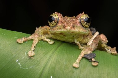 Yosunlu Ağaç Kurbağası 'nın Makro Görüntüsü: Rhacophorus everetti. Sabah, Borneo. Geceleri çekilen Borneo 'nun sevimli yosunlu ağaç kurbağası. 