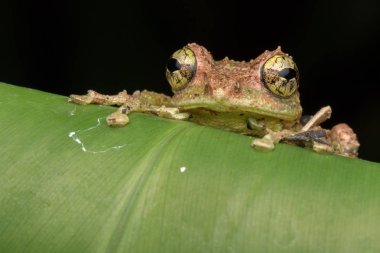 Yosunlu Ağaç Kurbağası 'nın Makro Görüntüsü: Rhacophorus everetti. Sabah, Borneo. Geceleri çekilen Borneo 'nun sevimli yosunlu ağaç kurbağası. 