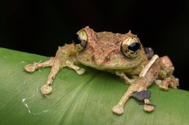 Yosunlu Ağaç Kurbağası 'nın Makro Görüntüsü: Rhacophorus everetti. Sabah, Borneo. Geceleri çekilen Borneo 'nun sevimli yosunlu ağaç kurbağası. 