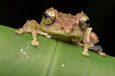Yosunlu Ağaç Kurbağası 'nın Makro Görüntüsü: Rhacophorus everetti. Sabah, Borneo. Geceleri çekilen Borneo 'nun sevimli yosunlu ağaç kurbağası. 