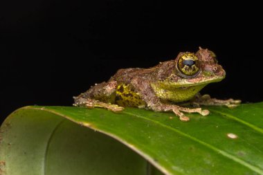 Yosunlu Ağaç Kurbağası 'nın Makro Görüntüsü: Rhacophorus everetti. Sabah, Borneo. Geceleri çekilen Borneo 'nun sevimli yosunlu ağaç kurbağası. 