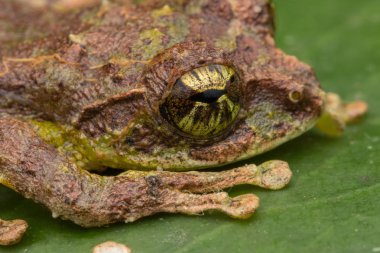 Yosunlu Ağaç Kurbağası 'nın Makro Görüntüsü: Rhacophorus everetti. Sabah, Borneo. Geceleri çekilen Borneo 'nun sevimli yosunlu ağaç kurbağası. 