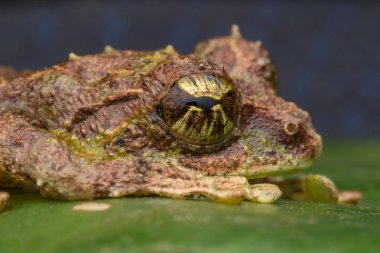 Yosunlu Ağaç Kurbağası 'nın Makro Görüntüsü: Rhacophorus everetti. Sabah, Borneo. Geceleri çekilen Borneo 'nun sevimli yosunlu ağaç kurbağası. 