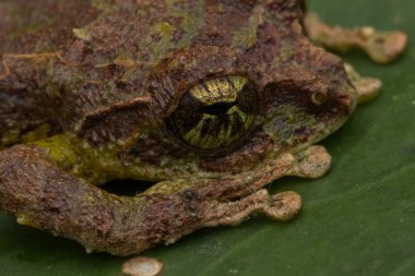 Yosunlu Ağaç Kurbağası 'nın Makro Görüntüsü: Rhacophorus everetti. Sabah, Borneo. Geceleri çekilen Borneo 'nun sevimli yosunlu ağaç kurbağası. 