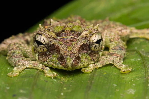Yosunlu Ağaç Kurbağası 'nın Makro Görüntüsü: Rhacophorus everetti. Sabah, Borneo. Geceleri çekilen Borneo 'nun sevimli yosunlu ağaç kurbağası. 