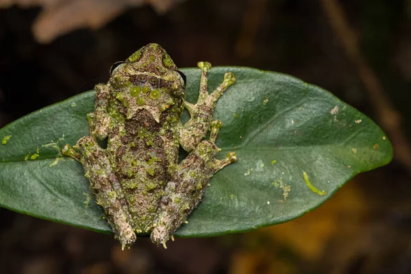 Macro Image Mossy Tree Frog Rhacophorus Everetti Сабах Борнео Захоплений — стокове фото