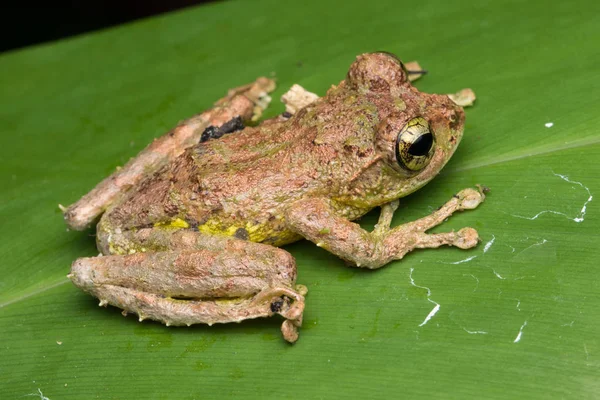 Makro Obrázek Mossy Tree Frog Rhacophorus Everetti Sabah Borneo Vzal — Stock fotografie