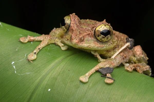 Yosunlu Ağaç Kurbağası 'nın Makro Görüntüsü: Rhacophorus everetti. Sabah, Borneo. Geceleri çekilen Borneo 'nun sevimli yosunlu ağaç kurbağası. 