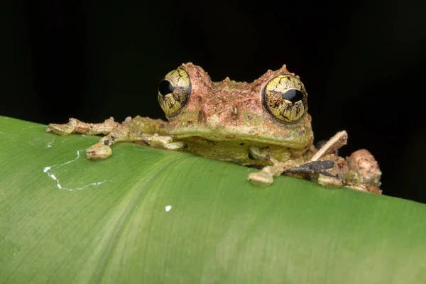 Makro Kép Mossy Tree Béka Rhacophorus Everetti Sabah Borneó Éjjel — Stock Fotó