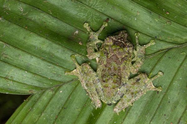 Makro Obrázek Mossy Tree Frog Rhacophorus Everetti Sabah Borneo Vzal — Stock fotografie