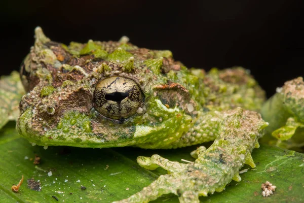 Makro Obrázek Mossy Tree Frog Rhacophorus Everetti Sabah Borneo Vzal — Stock fotografie