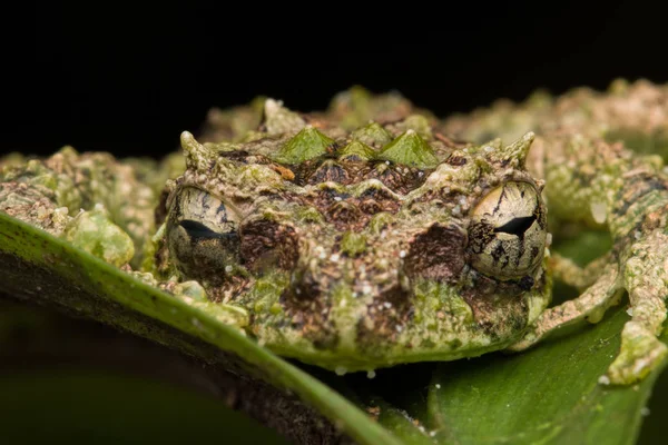 Makro Obrázek Mossy Tree Frog Rhacophorus Everetti Sabah Borneo Vzal — Stock fotografie