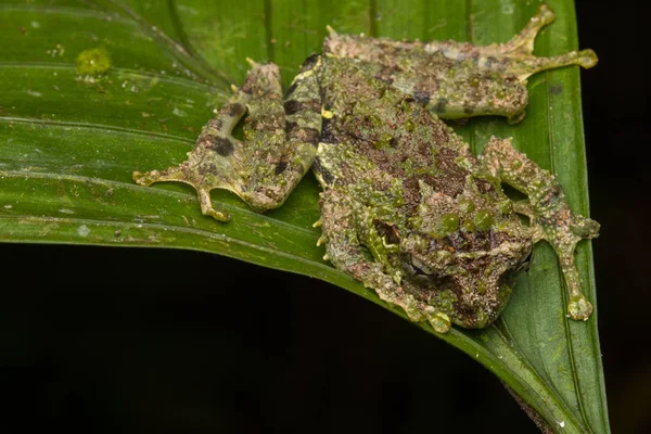 Macro Image Mossy Tree Frog Rhacophorus Everetti Сабах Борнео Захоплений — стокове фото