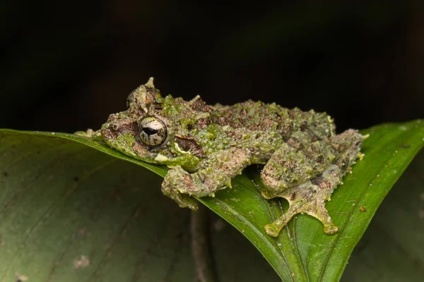 Macro Image Mossy Tree Frog Rhacophorus Everetti Сабах Борнео Захоплений — стокове фото