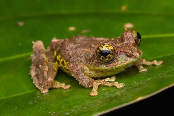 モッシーの木のマクロ画像カエル Rhacophorus Everetti サバ州 ボルネオ 夜に撮影 ボルネオ島の愛らしいモッシーの木のカエル — ストック写真