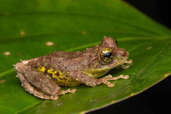 Makro Obrázek Mossy Tree Frog Rhacophorus Everetti Sabah Borneo Vzal — Stock fotografie