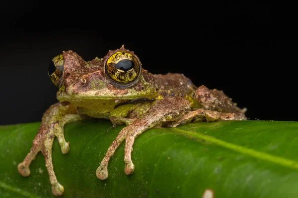 Makro Obrázek Mossy Tree Frog Rhacophorus Everetti Sabah Borneo Vzal — Stock fotografie