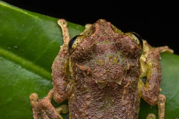 Makro Obrázek Mossy Tree Frog Rhacophorus Everetti Sabah Borneo Vzal — Stock fotografie