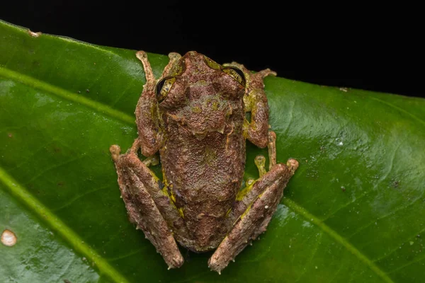 Makro Obrázek Mossy Tree Frog Rhacophorus Everetti Sabah Borneo Vzal — Stock fotografie