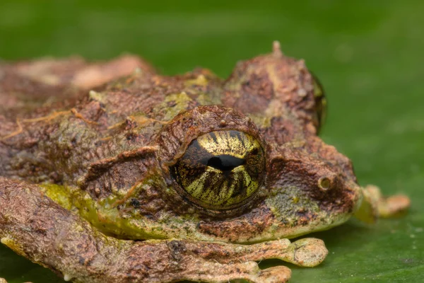 Makro Obrázek Mossy Tree Frog Rhacophorus Everetti Sabah Borneo Vzal — Stock fotografie