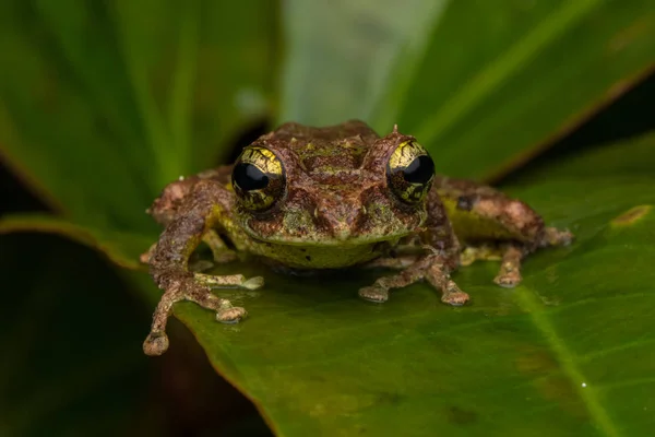 Makro Kép Mossy Tree Béka Rhacophorus Everetti Sabah Borneó Éjjel — Stock Fotó